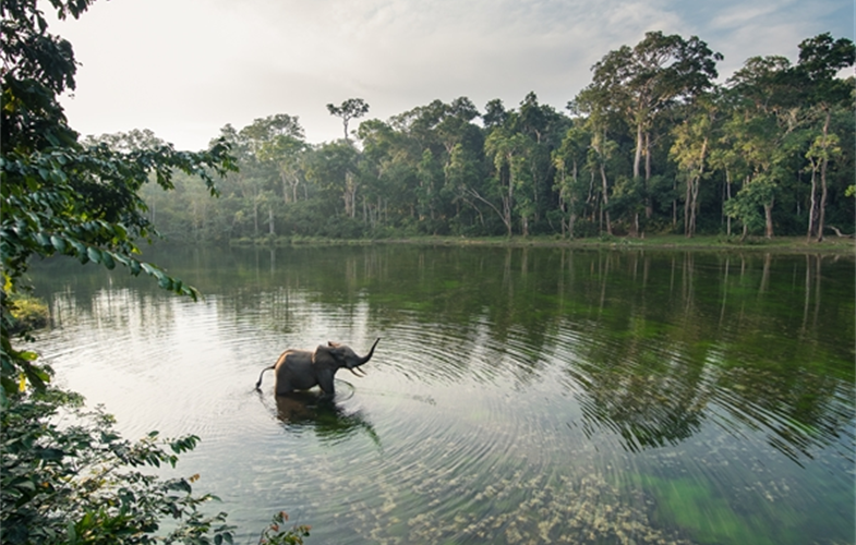 Forest elephant in Nouabalé-Ndoki National Park